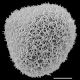 image of Adiantopsis radiata