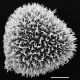 image of Adiantopsis radiata