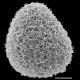 image of Adiantopsis radiata