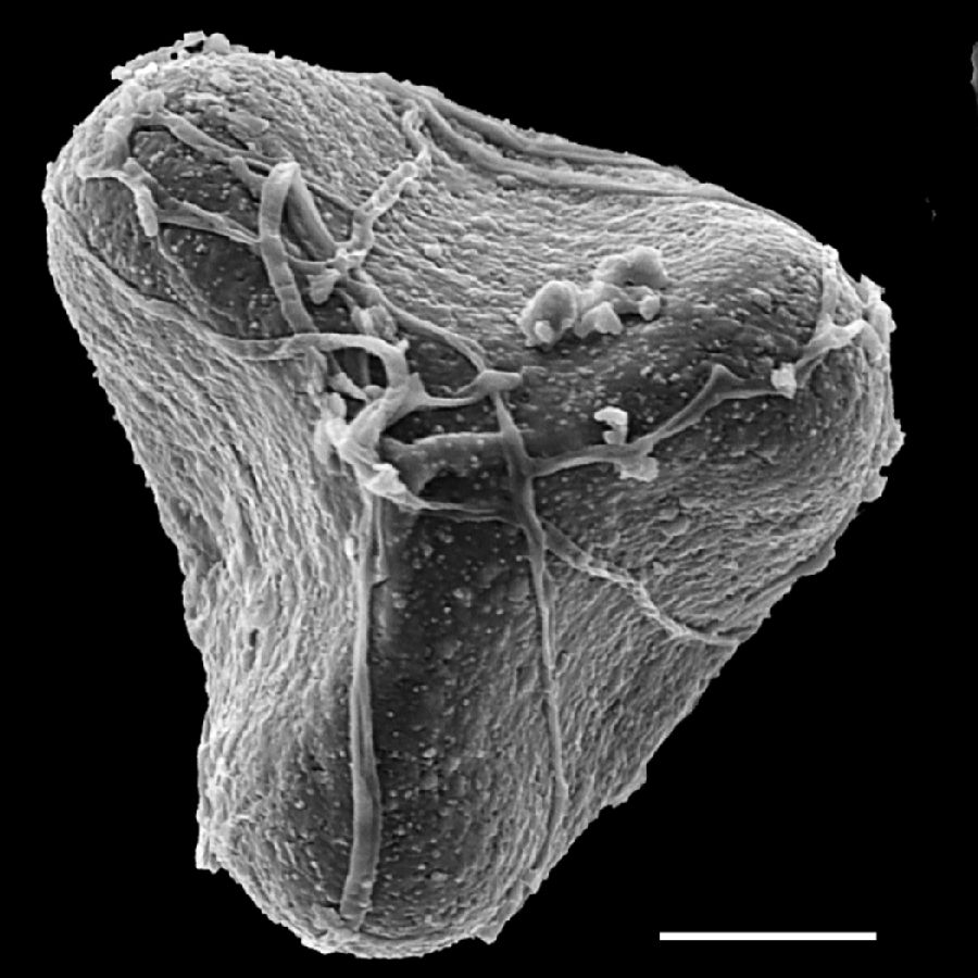 Pteridaceae Adiantum venustum