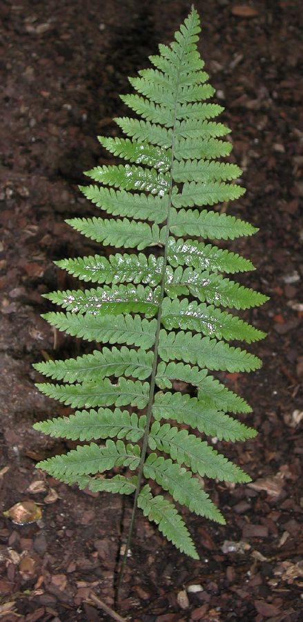 Tectariaceae Arthropteris monocarpa