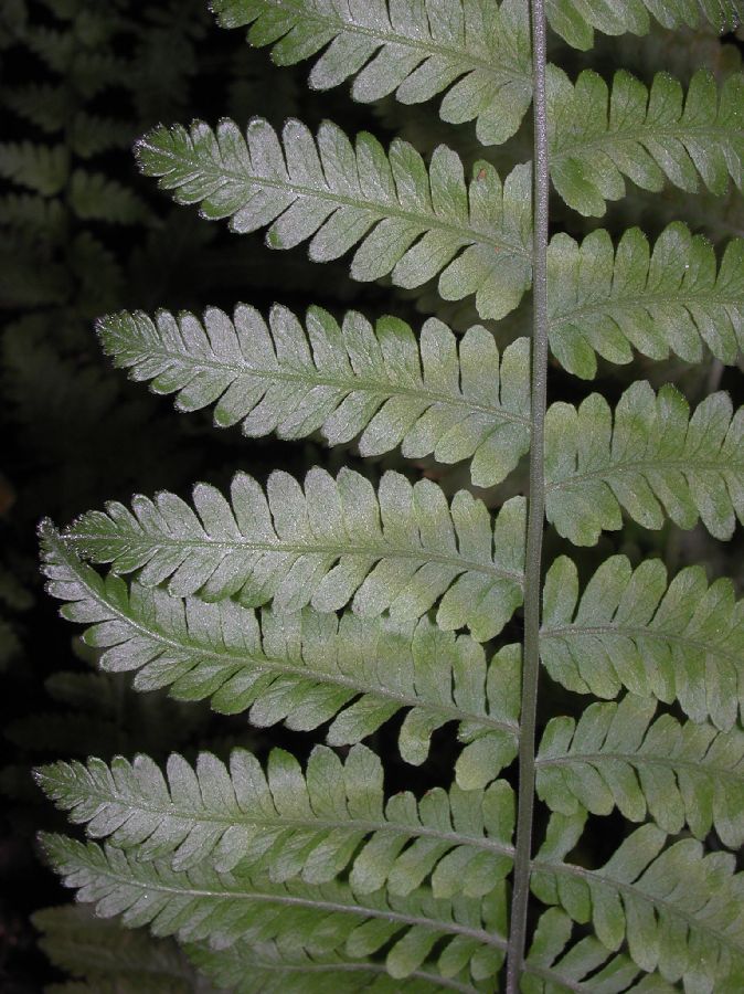 Tectariaceae Arthropteris monocarpa