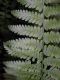 image of Arthropteris monocarpa