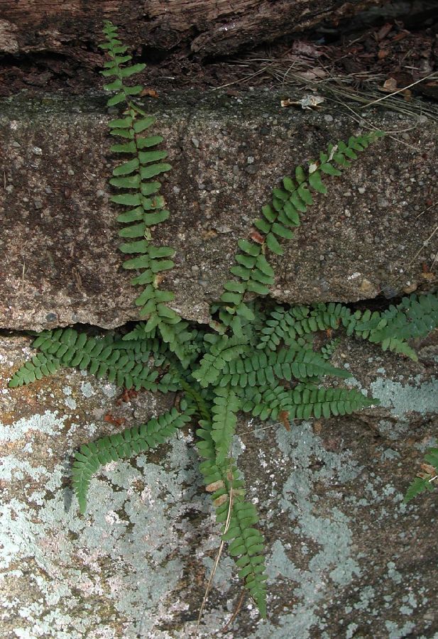 Aspleniaceae Asplenium platyneuron