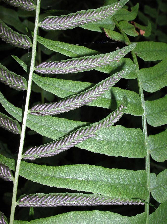 Athyriaceae Homalosorus pycnocarpos