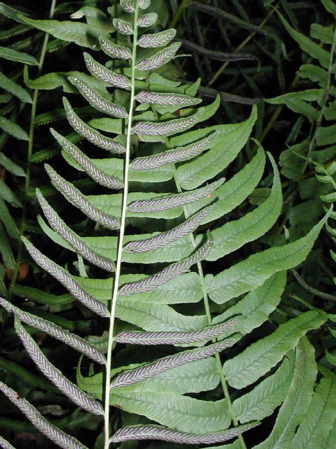 Athyriaceae Homalosorus pycnocarpos