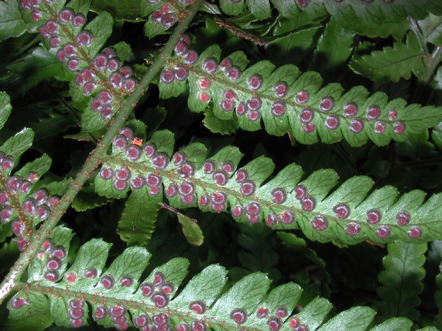 Dryopteridaceae Dryopteris erythrosora