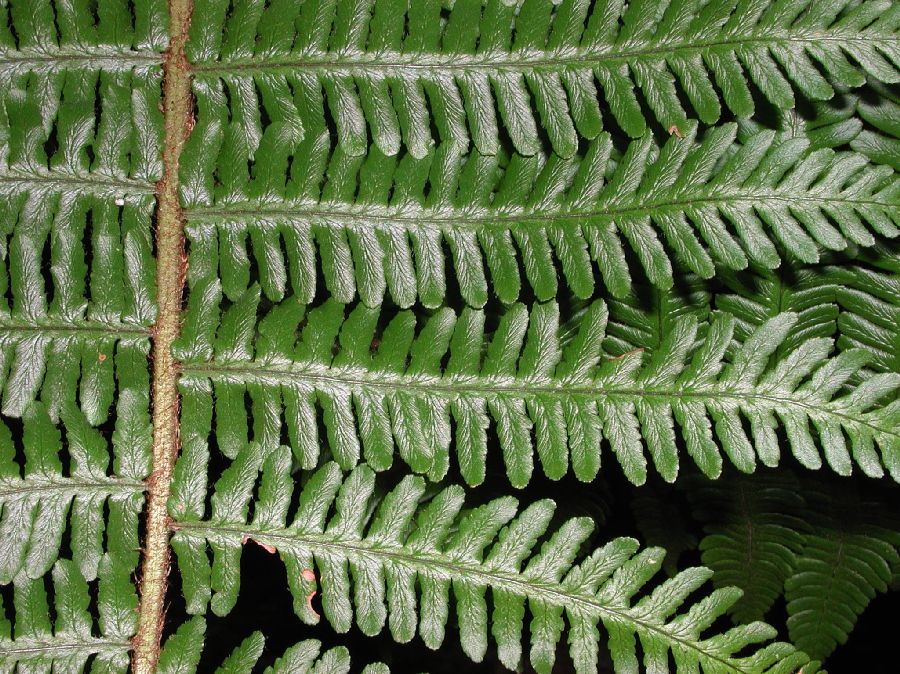 Dryopteridaceae Dryopteris crassirhizoma