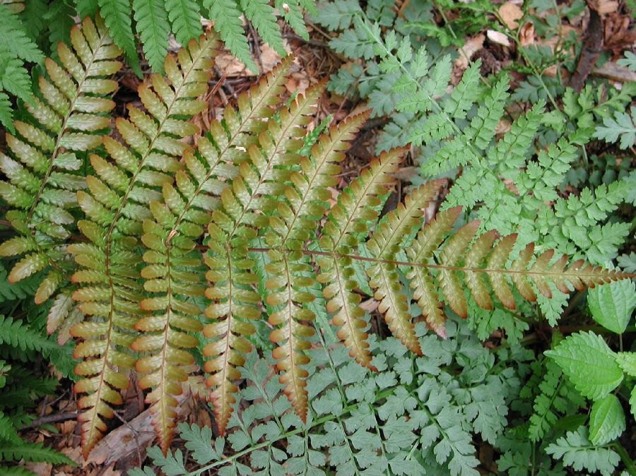 Dryopteridaceae Dryopteris erythrosora