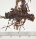 image of Elaphoglossum coriifolium