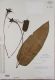 image of Elaphoglossum coriifolium