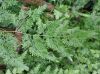 image of Lygodium japonicum