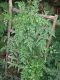 image of Lygodium japonicum