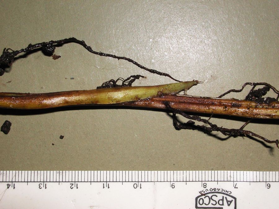 Onocleaceae Matteuccia struthiopteris