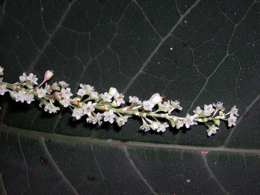Polygonaceae Fallopia japonica
