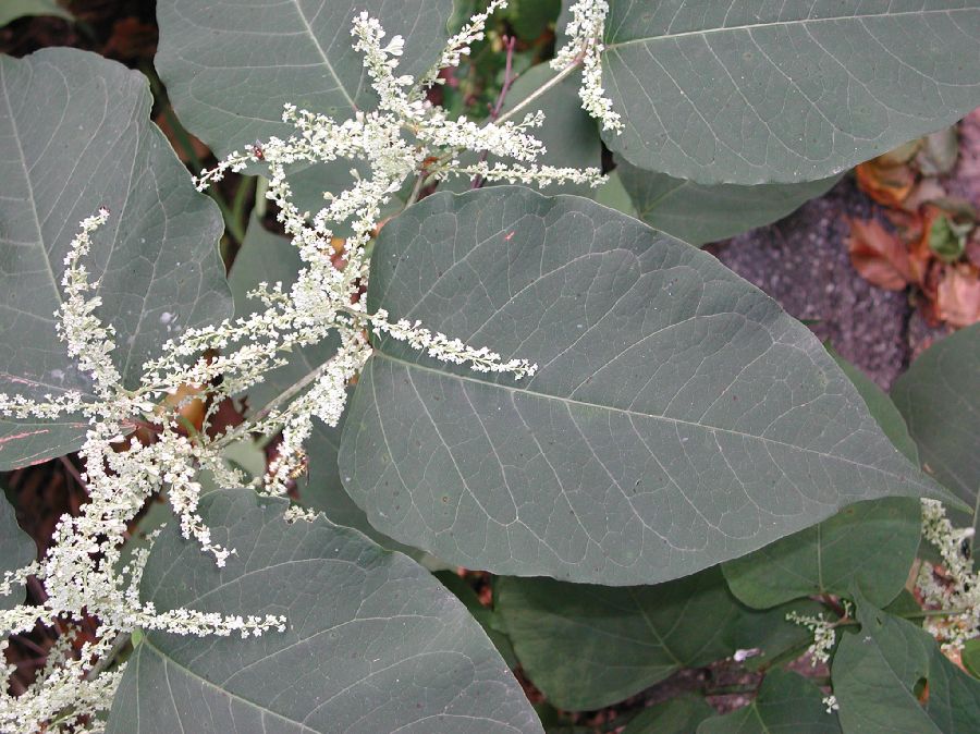 Polygonaceae Fallopia japonica