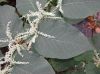 image of Fallopia japonica