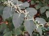 image of Fallopia japonica