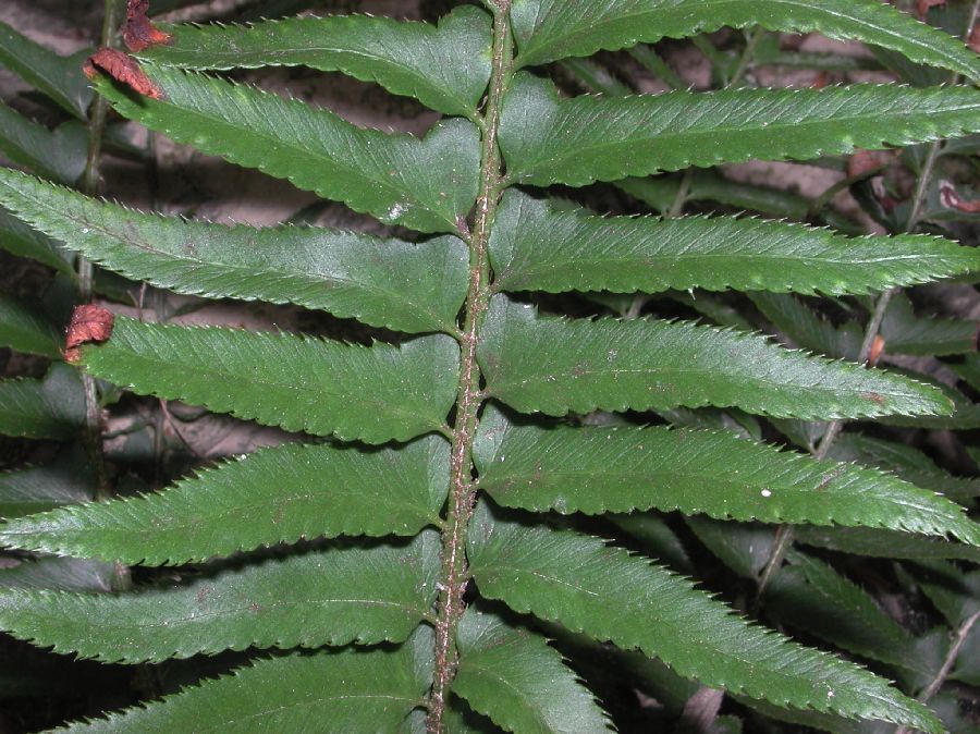 Dryopteridaceae Polystichum munitum