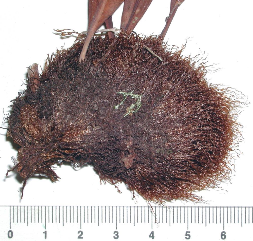 Dryopteridaceae Elaphoglossum aemulum