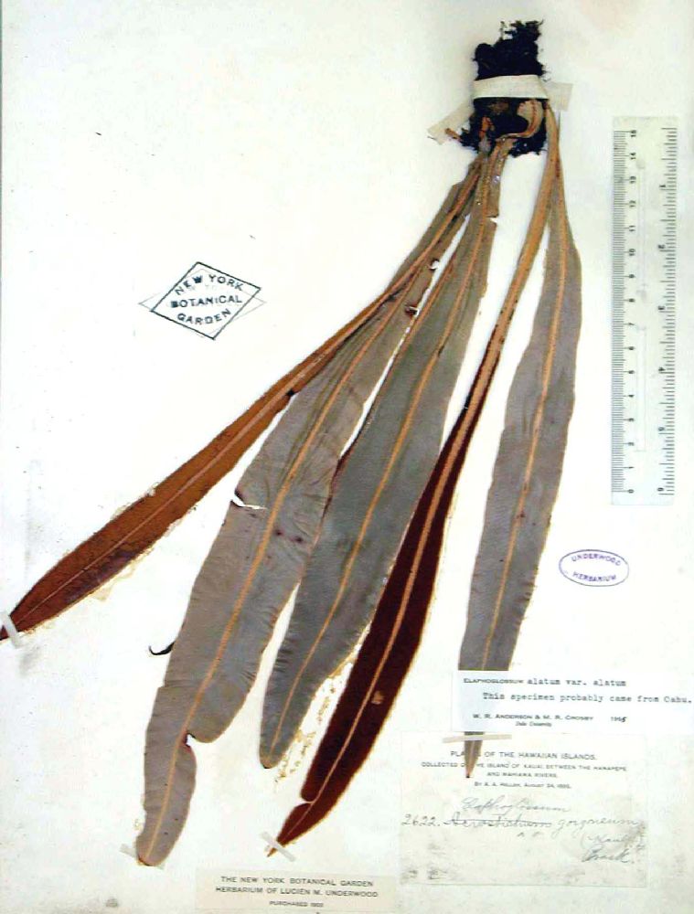 Dryopteridaceae Elaphoglossum alatum