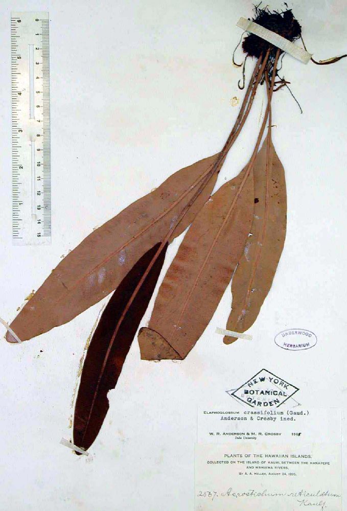 Dryopteridaceae Elaphoglossum crassifolium
