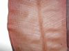 image of Elaphoglossum crassicaule