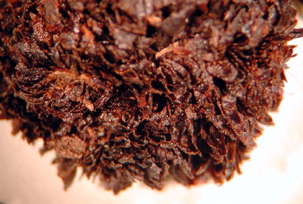 Dryopteridaceae Elaphoglossum crassicaule