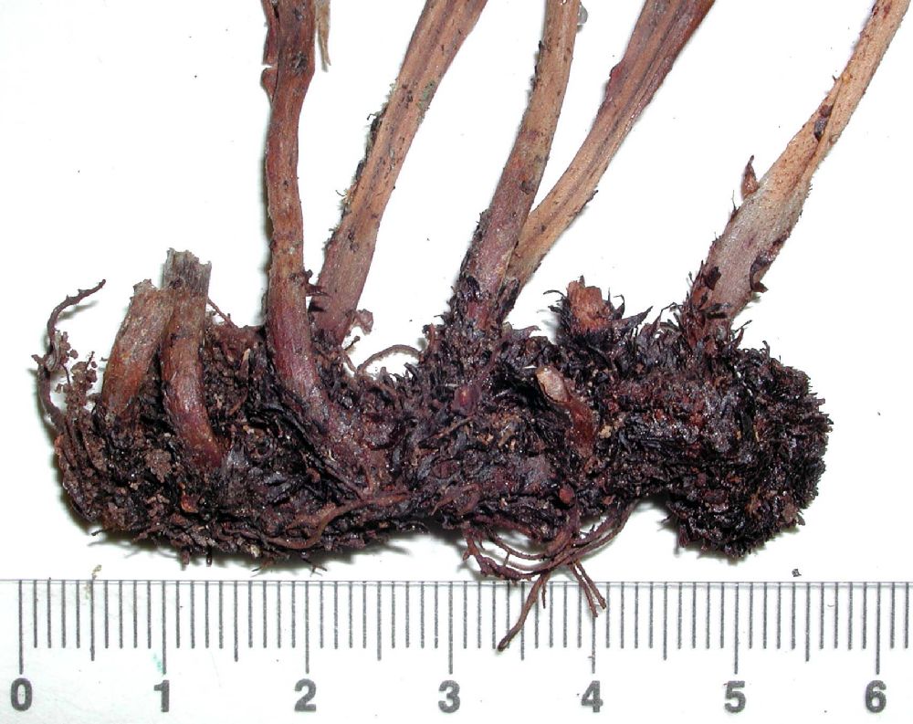 Dryopteridaceae Elaphoglossum crassicaule