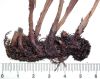 image of Elaphoglossum crassicaule
