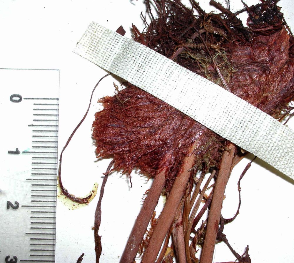 Dryopteridaceae Elaphoglossum crassifolium