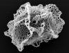 image of Lomariopsis hederacea