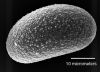image of Lomariopsis japurensis