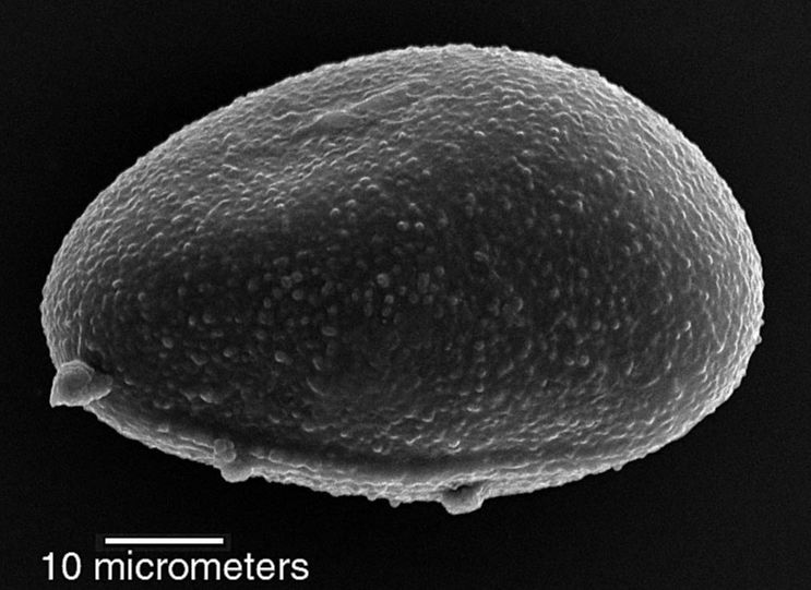 Lomariopsidaceae Lomariopsis japurensis