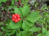 image of Cornus canadensis