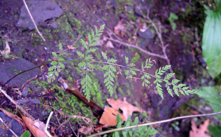 Cystopteridaceae Cystopteris tenuis