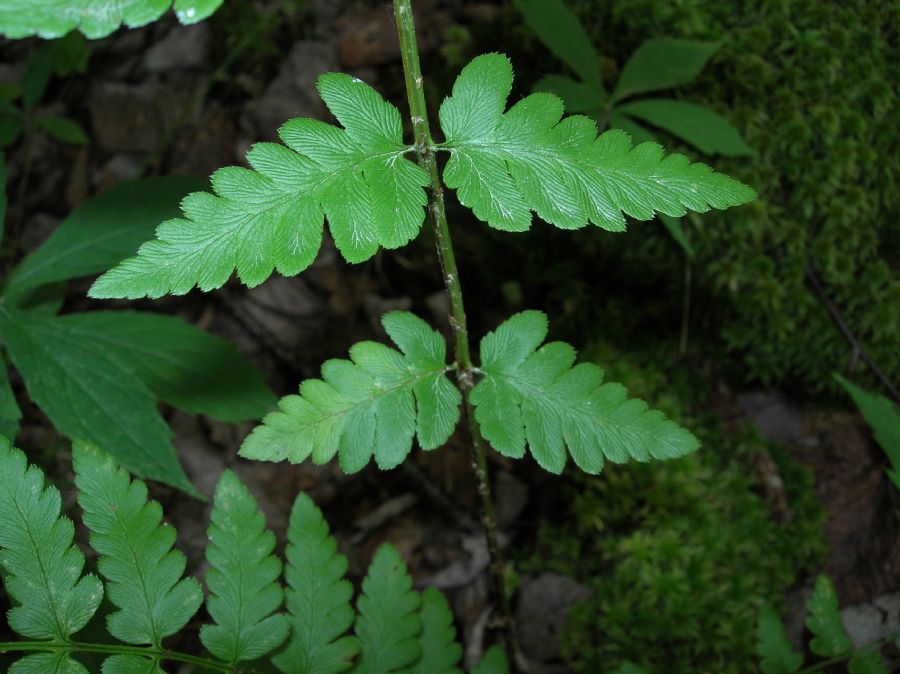 Dryopteridaceae Dryopteris cristata