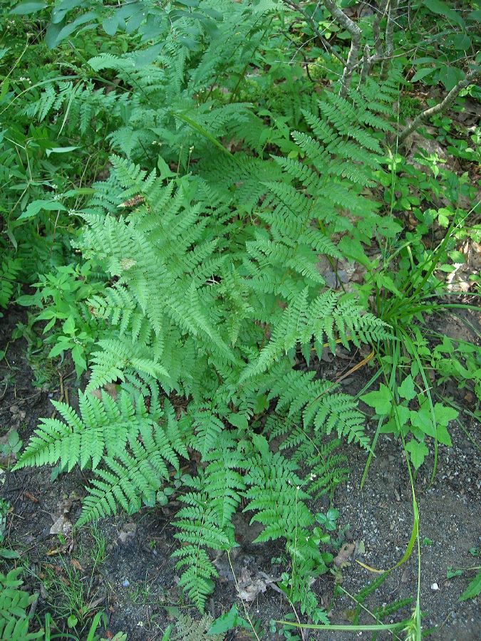 Dryopteridaceae Dryopteris boottii