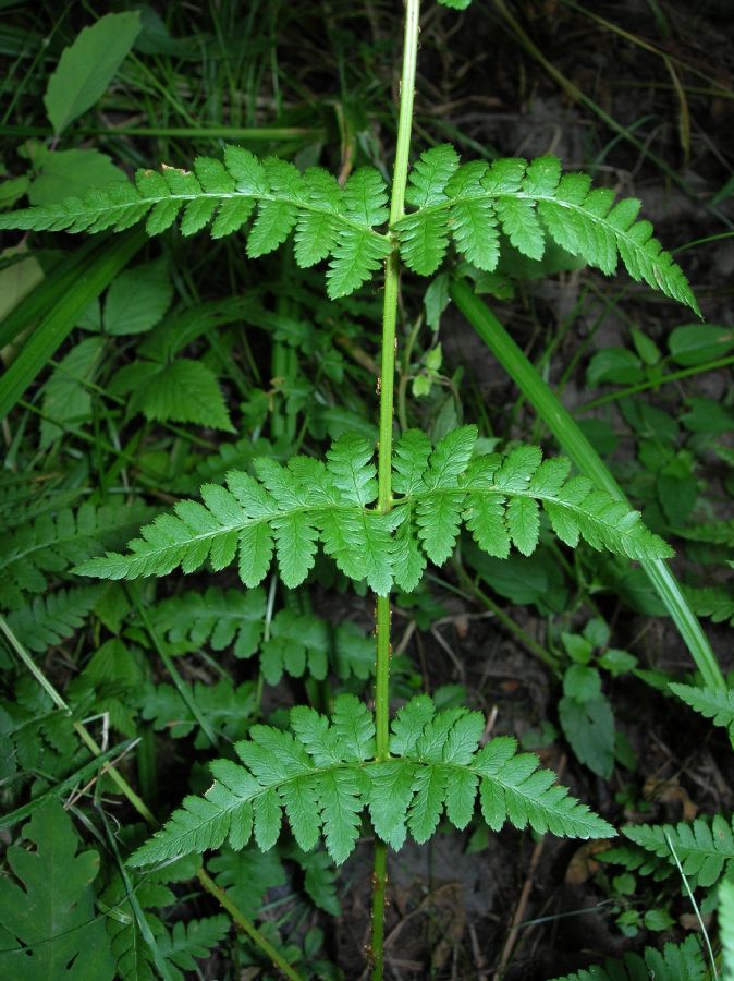 Dryopteridaceae Dryopteris boottii
