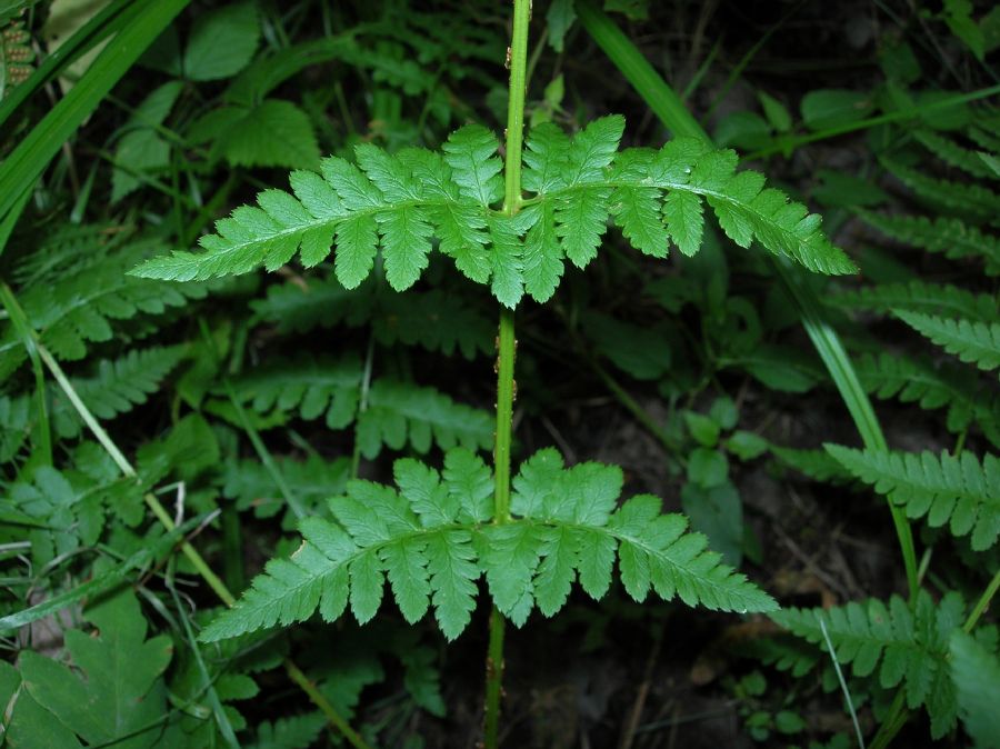 Dryopteridaceae Dryopteris boottii