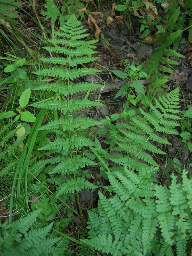 Dryopteridaceae Dryopteris boottii