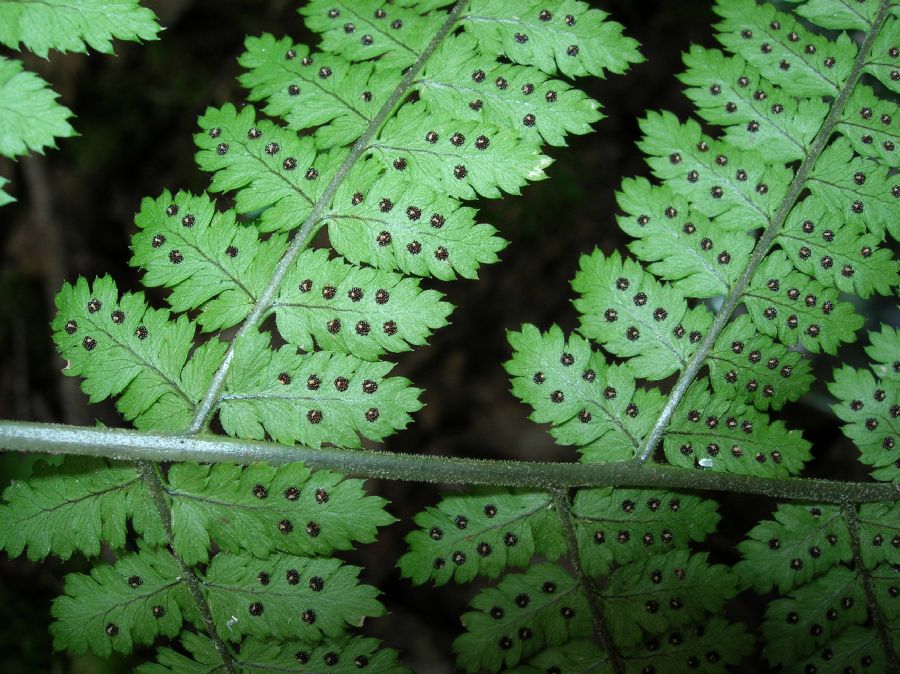 Dryopteridaceae Dryopteris campyloptera