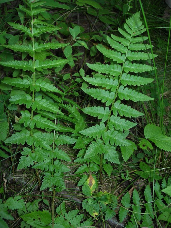 Dryopteridaceae Dryopteris cristata