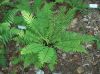 image of Dryopteris polylepis