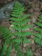 image of Dryopteris triploidea