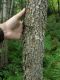 image of Fraxinus nigra