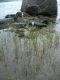 image of Lobelia dortmanna