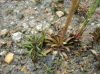 image of Lobelia dortmanna