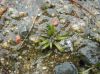 image of Lobelia dortmanna