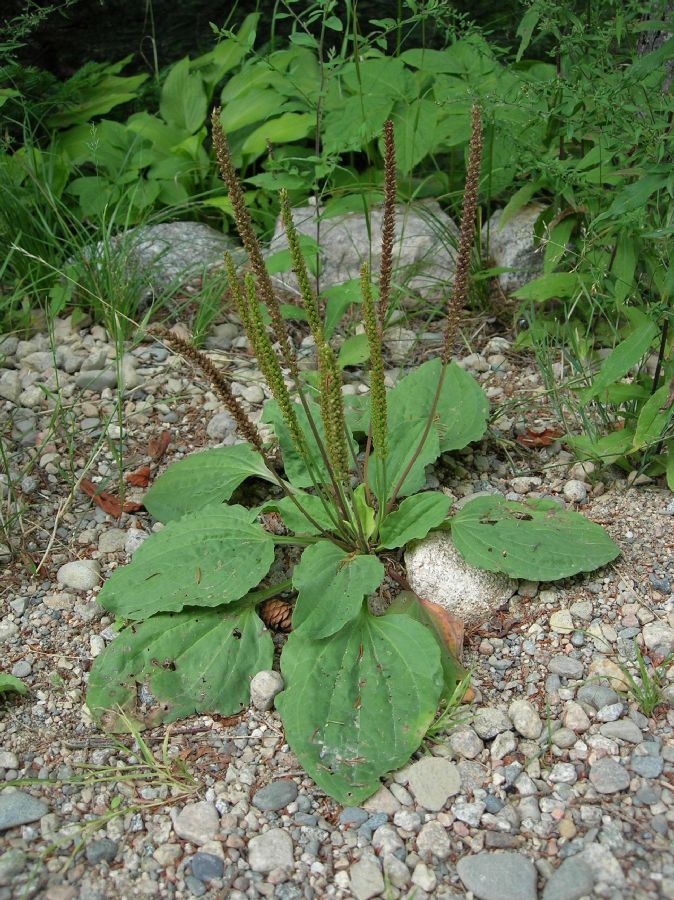 Plantaginaceae Plantago 